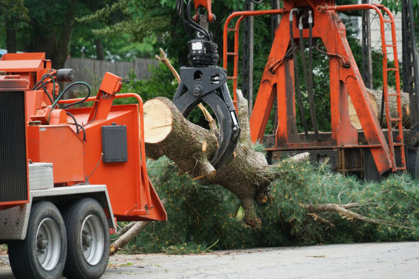 Best Tree Care Services  in Mercer Island, WA